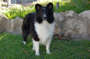 Darcy 2